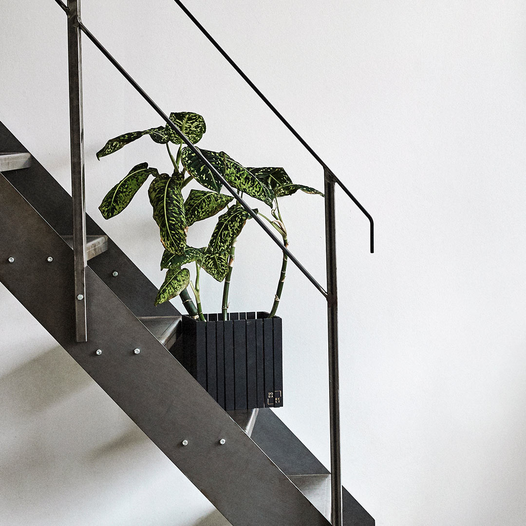 squarely grow on schwarz 77229