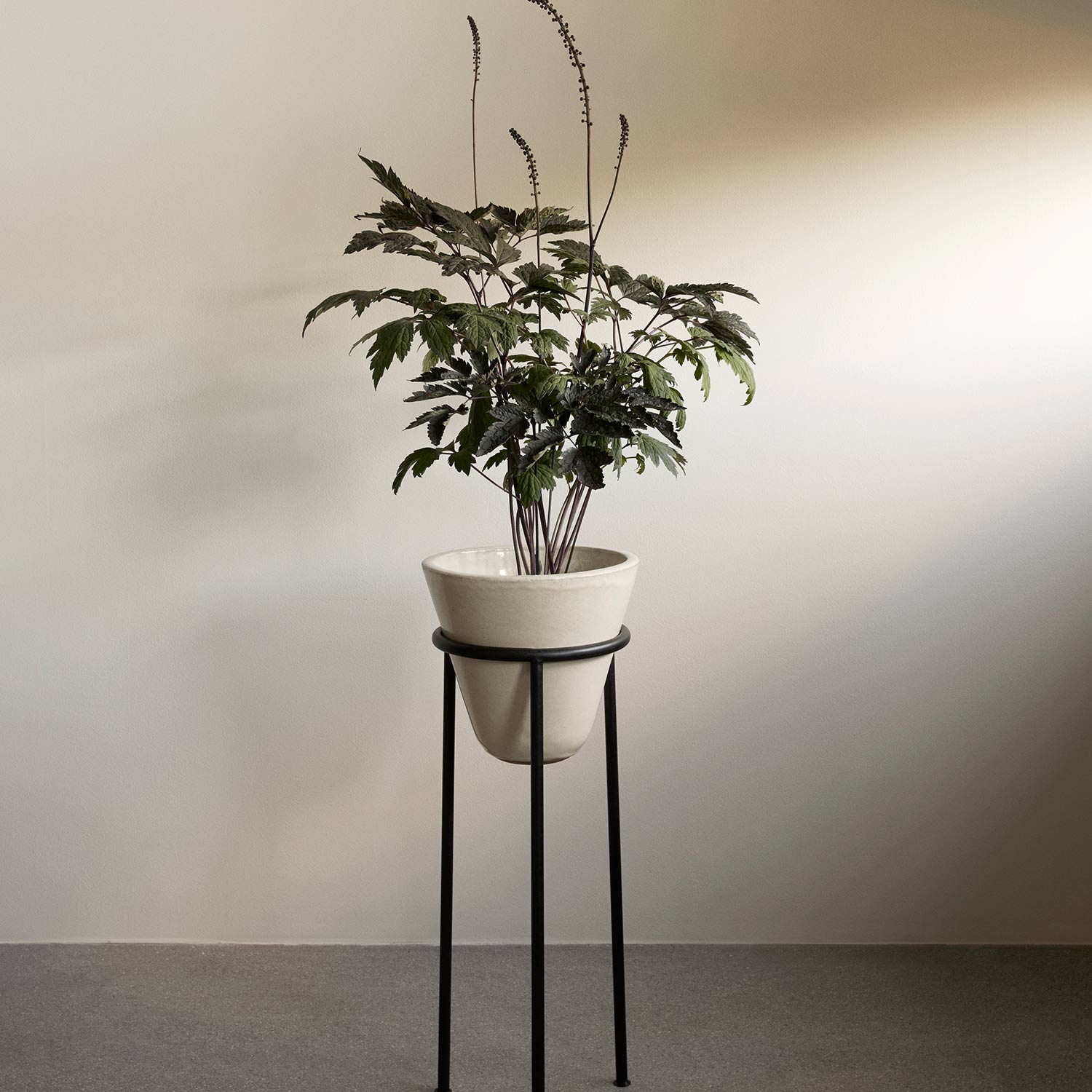 menu daiza pflanztopf m pflanze 92922