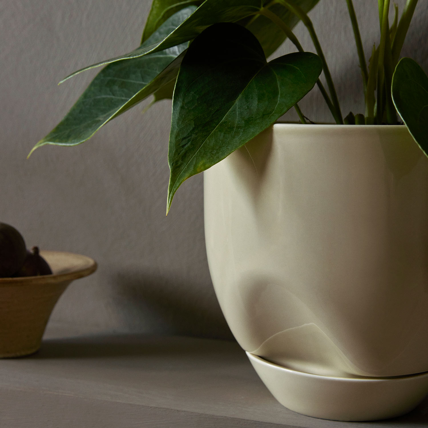 menu hydrous blumentopf aschgrau gross pflanze close up 92976