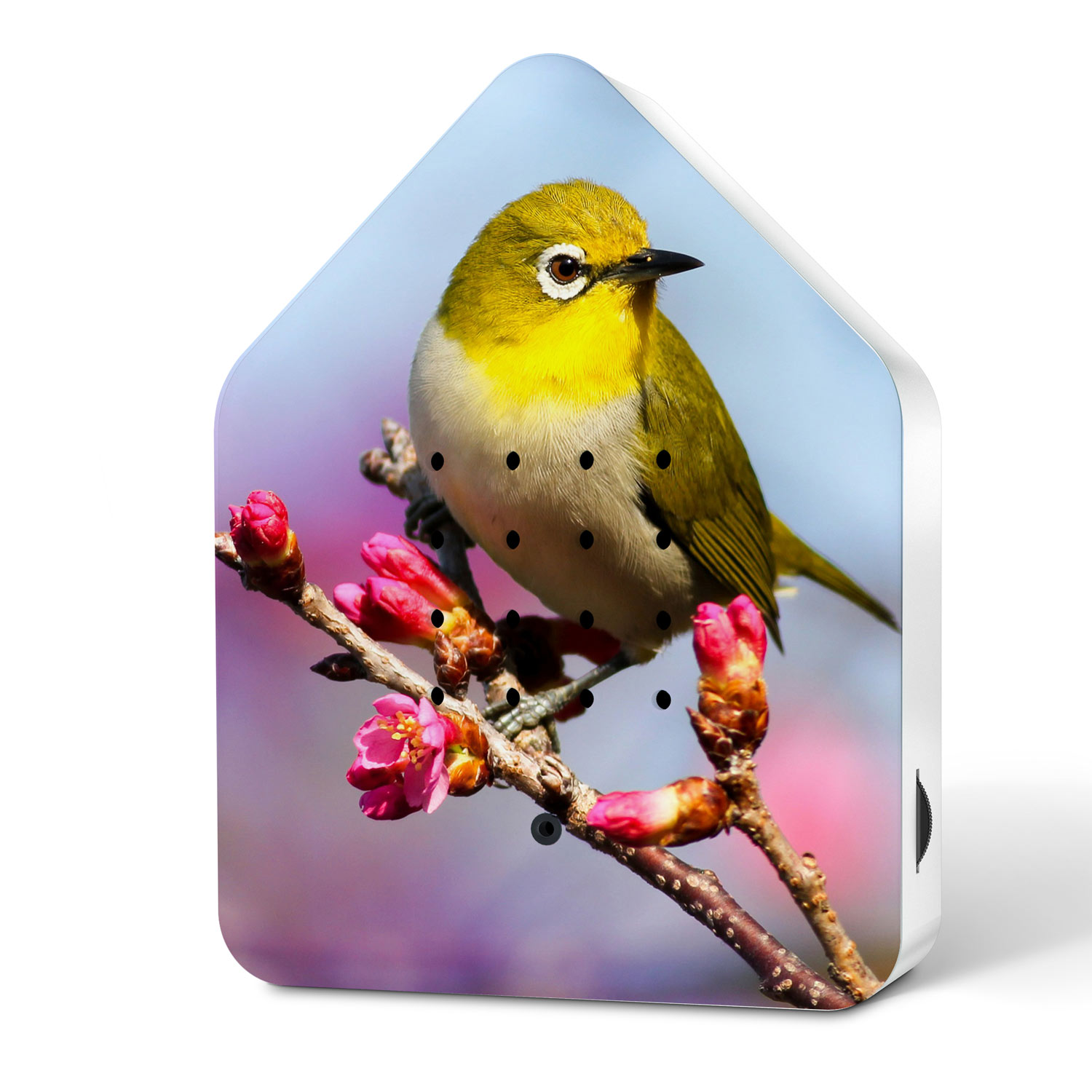 Relaxound - Zwitscherbox Limited Edition Spring 25 Silvereye