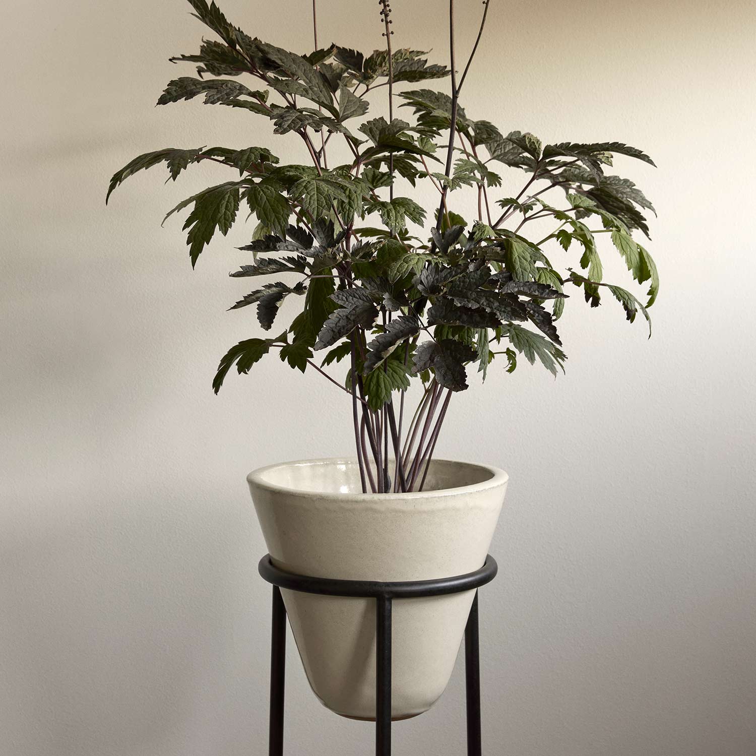 menu daiza pflanztopf klein pflanze 92925