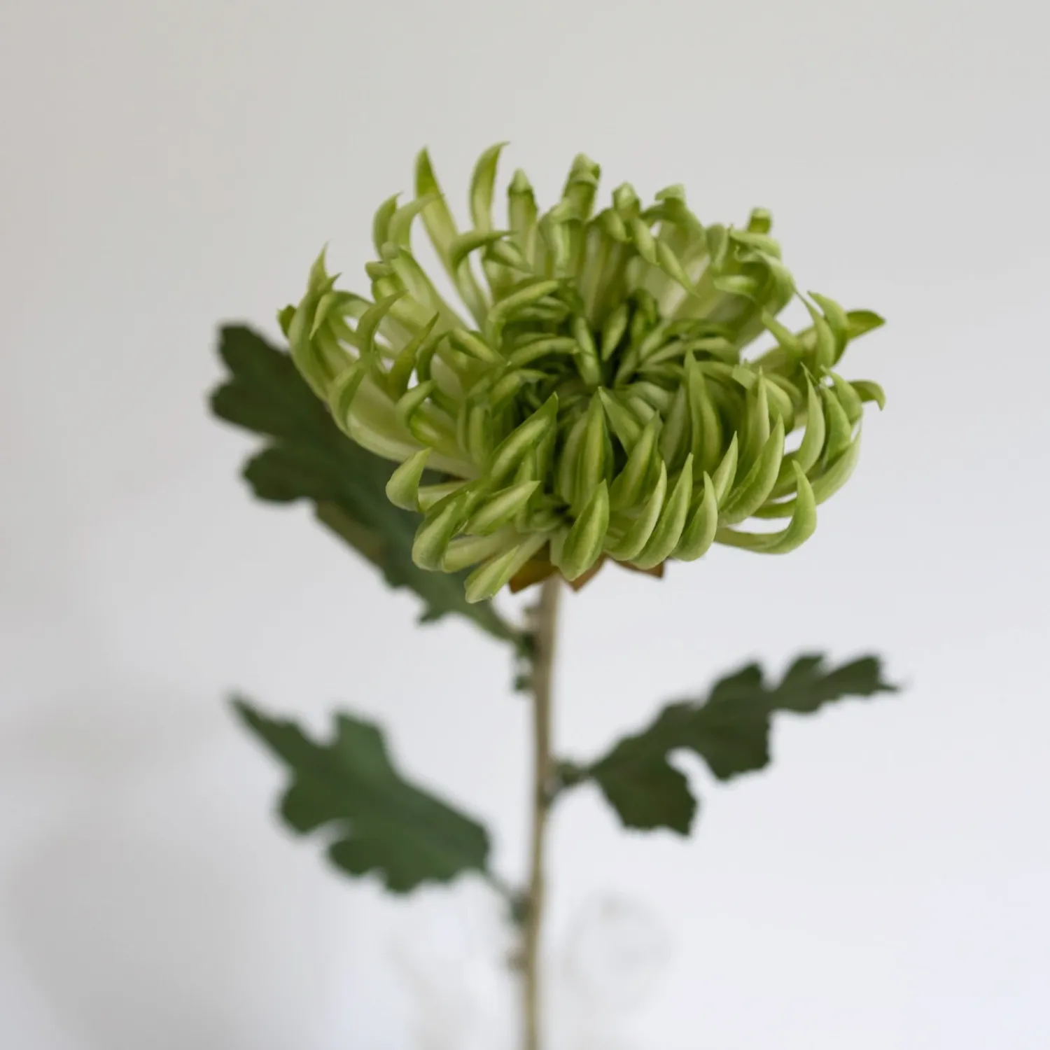 BLOOM OBJECTS - Kaktusdahlie Kunstblume grün