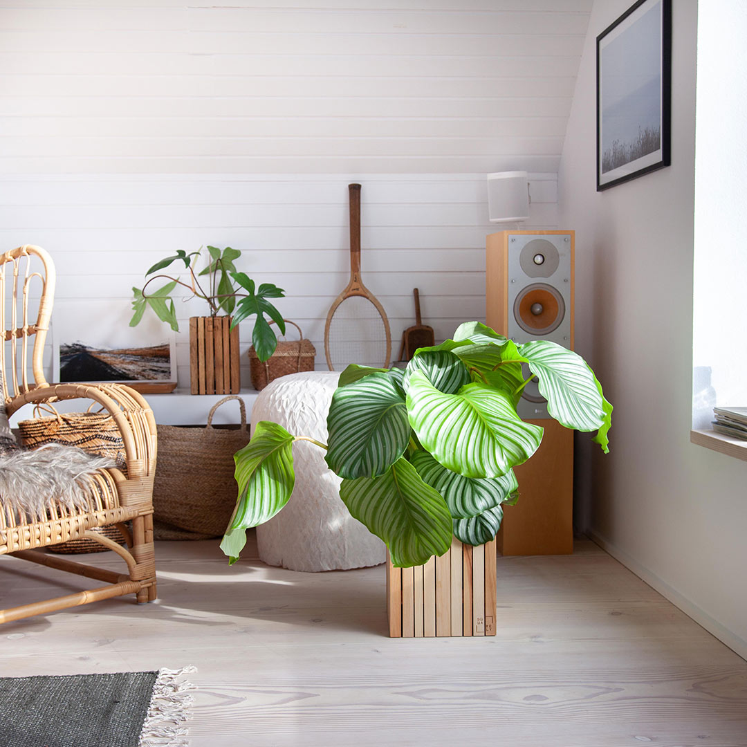 squarely grow on 77222