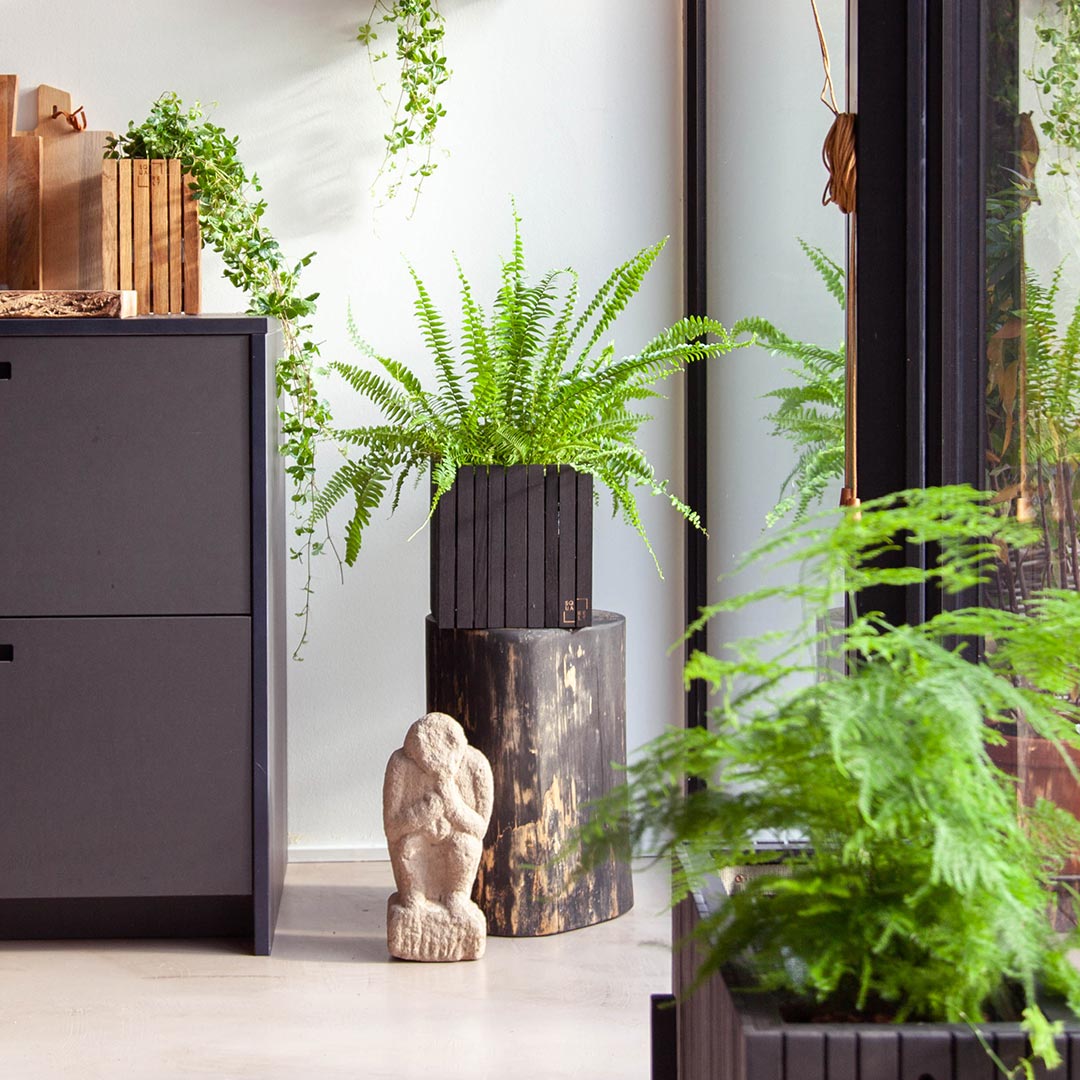 squarely grow on pflanzkuebel 77228