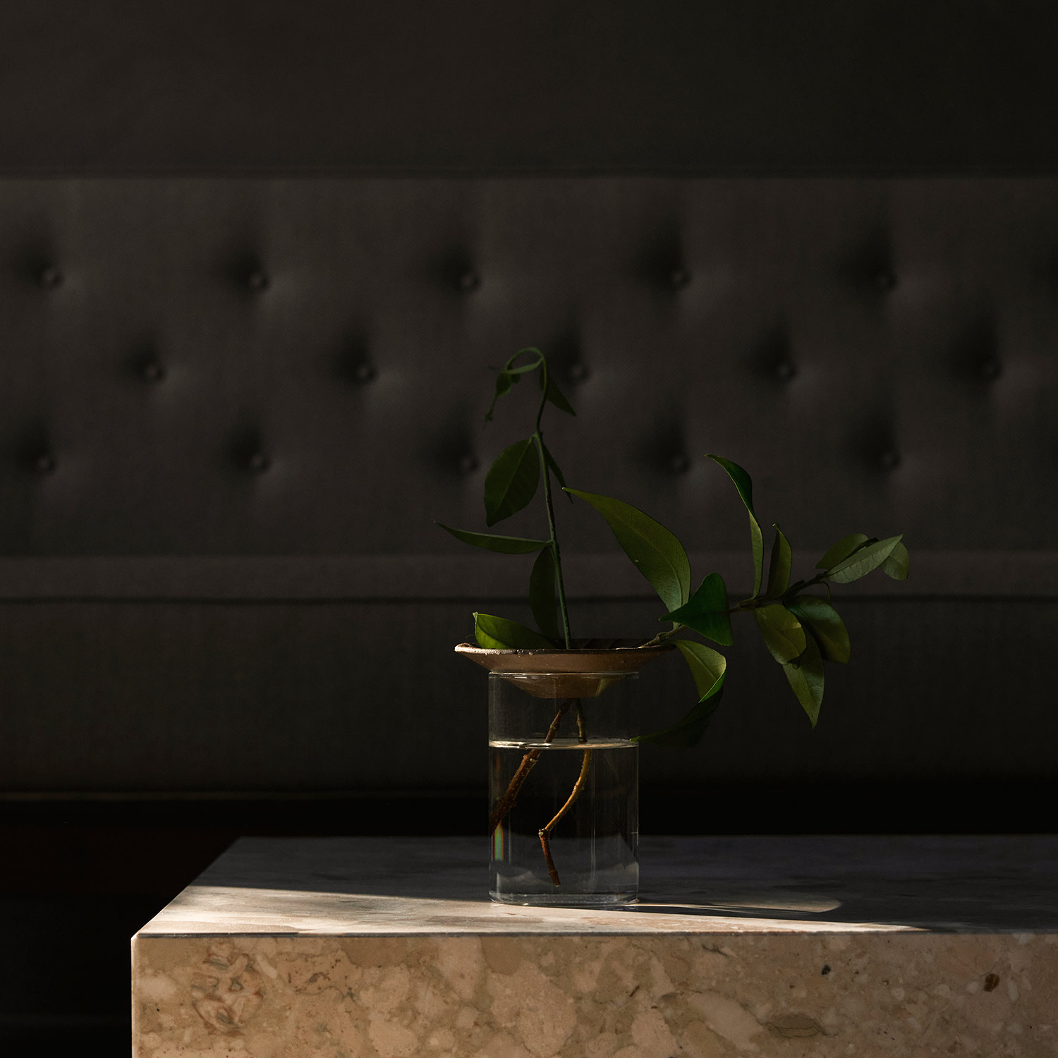 menu cresco propagation vase pflanze wurzeln 92915