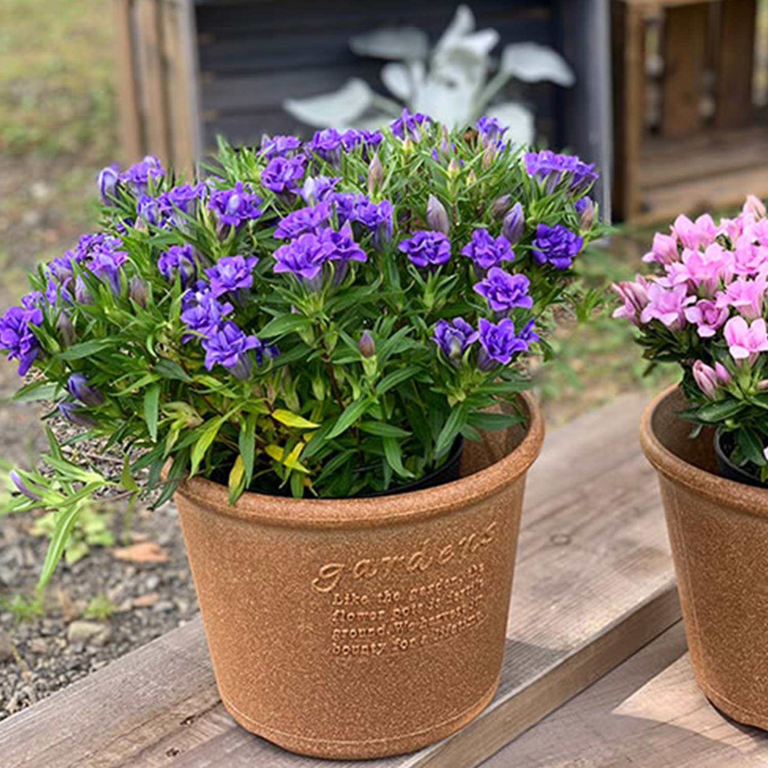 Hachiman - Eco Pot Shallow Type #10 navy blau