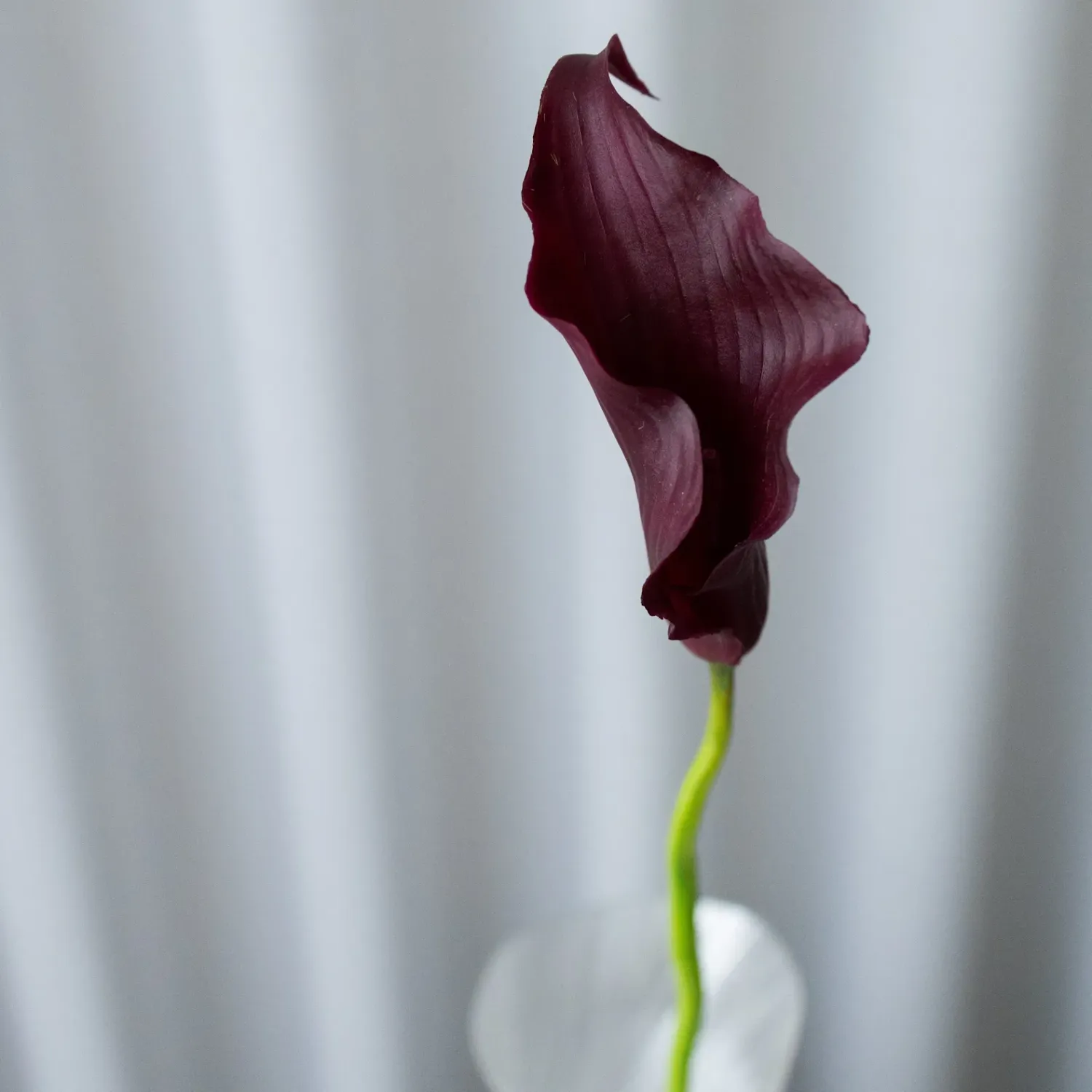 BLOOM OBJECTS - Calla-Lilie Kunstblume bordeaux