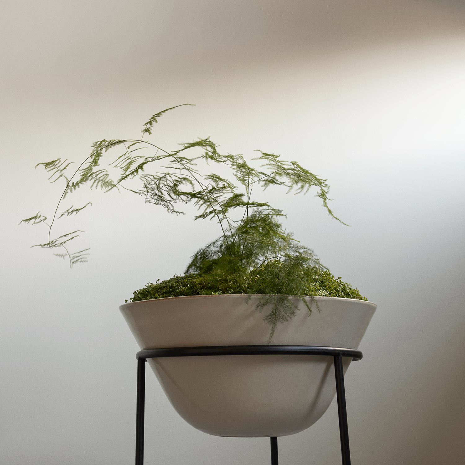 menu daiza pflanztopf xl pflanze close up 92931