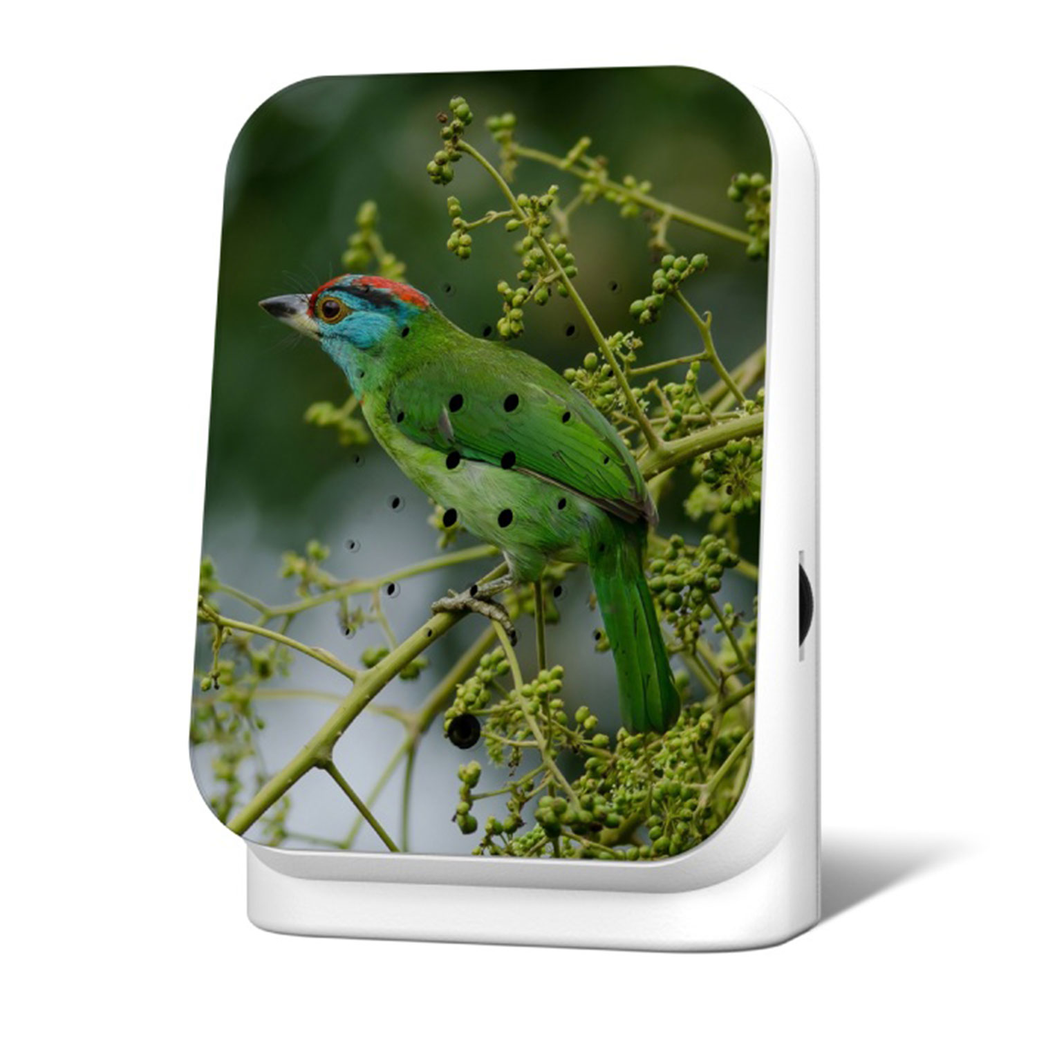 Relaxound Limited Edition Fall 2024 Jounglebox Blue Throated Barbet 103676