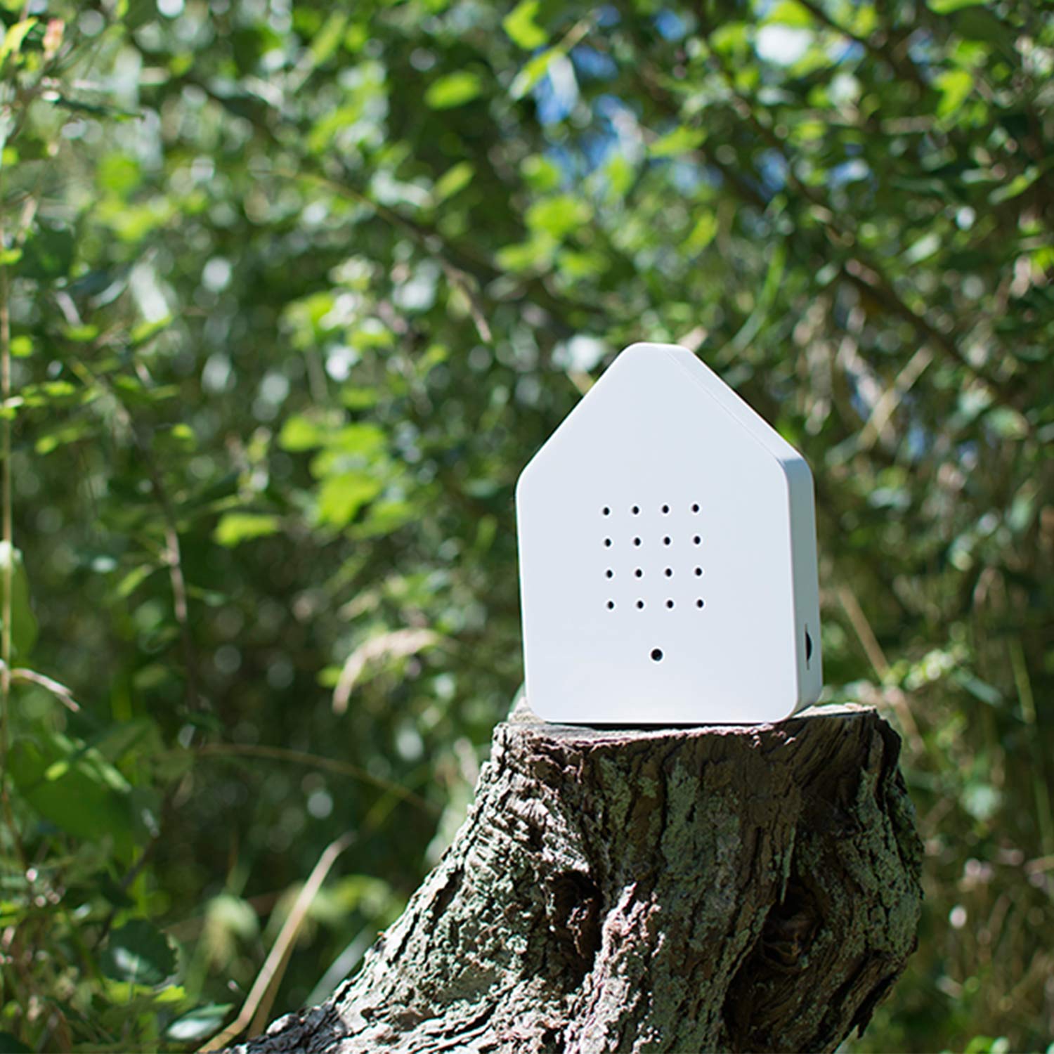 relaxound zwitscherbox klassik natur 67838